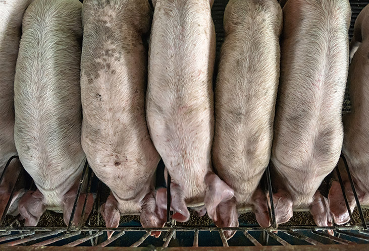 Efficacité et performance maximales dans les secteurs agricole et zootechnique.