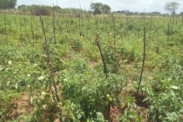 The cultivated fields